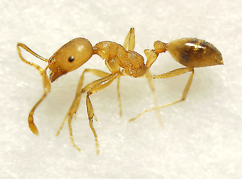小黃家蟻