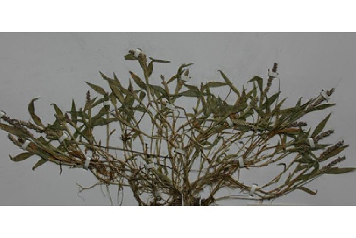 小麗草 小麗草