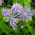 華東唐松草 華東唐松草