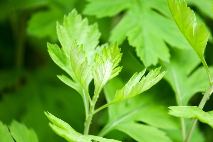 黃草艾蒿 黃草艾蒿