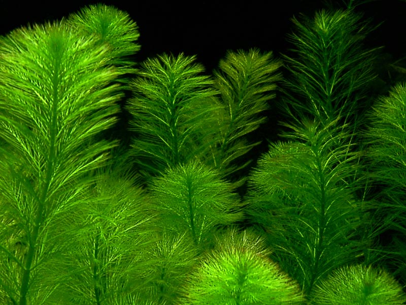 粉綠狐尾藻