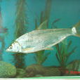 白甲魚