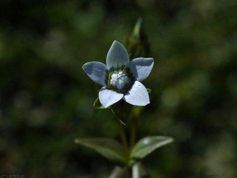 高杯喉毛花 高杯喉毛花