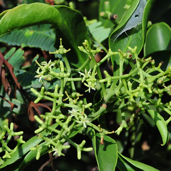 Struthanthus marginatus