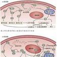血管生成(angiogenesis) 血管生成(angiogenesis)