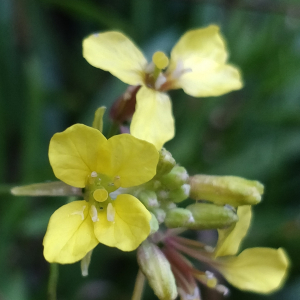 Sinapidendron angustifolium