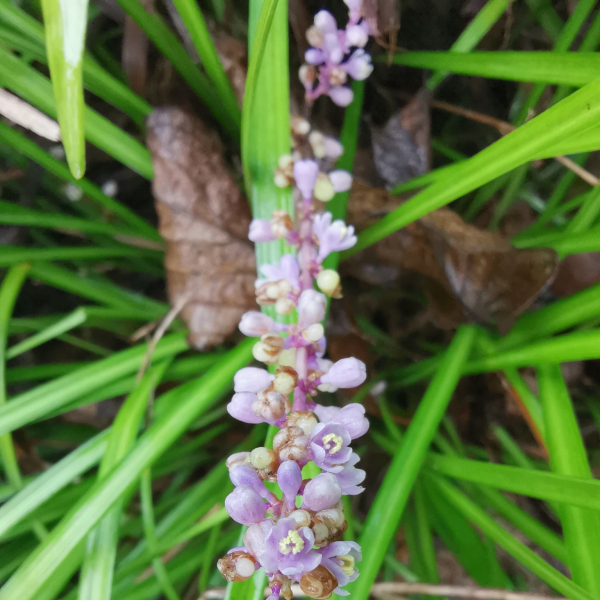 Liriope spicata