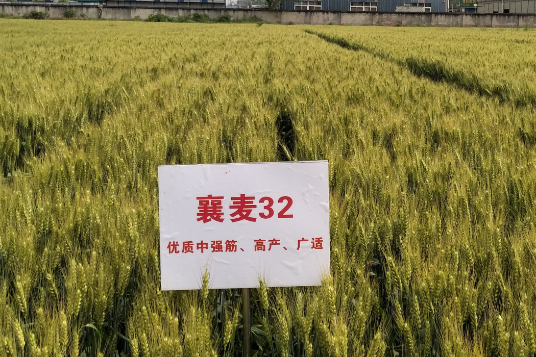 襄麥32 襄麥32