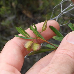 Dodonaea amblyophylla
