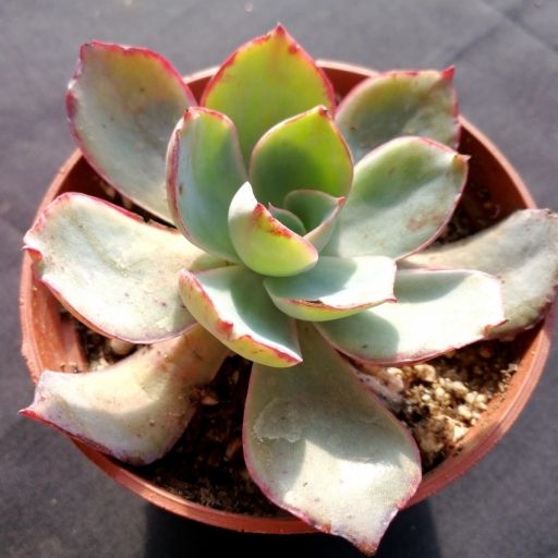 白玫瑰(景天科擬石蓮屬植物) 白玫瑰(景天科擬石蓮屬植物)