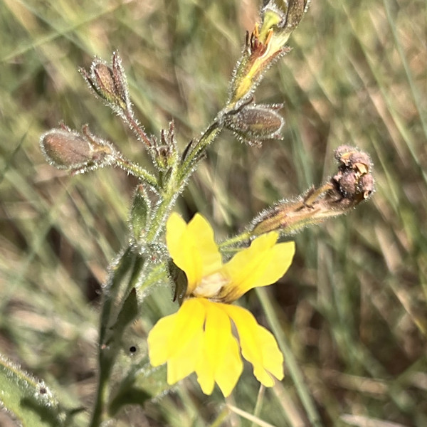 Goodenia muelleriana