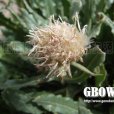 腺毛風毛菊 腺毛風毛菊