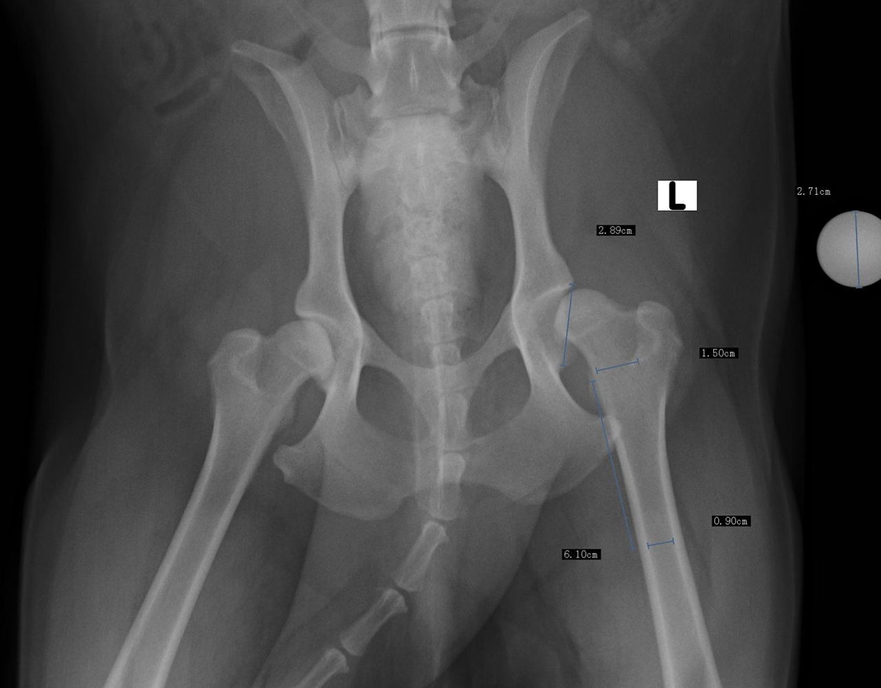 犬髖關節發育不良