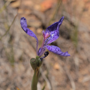 Mastigostyla cardenasii