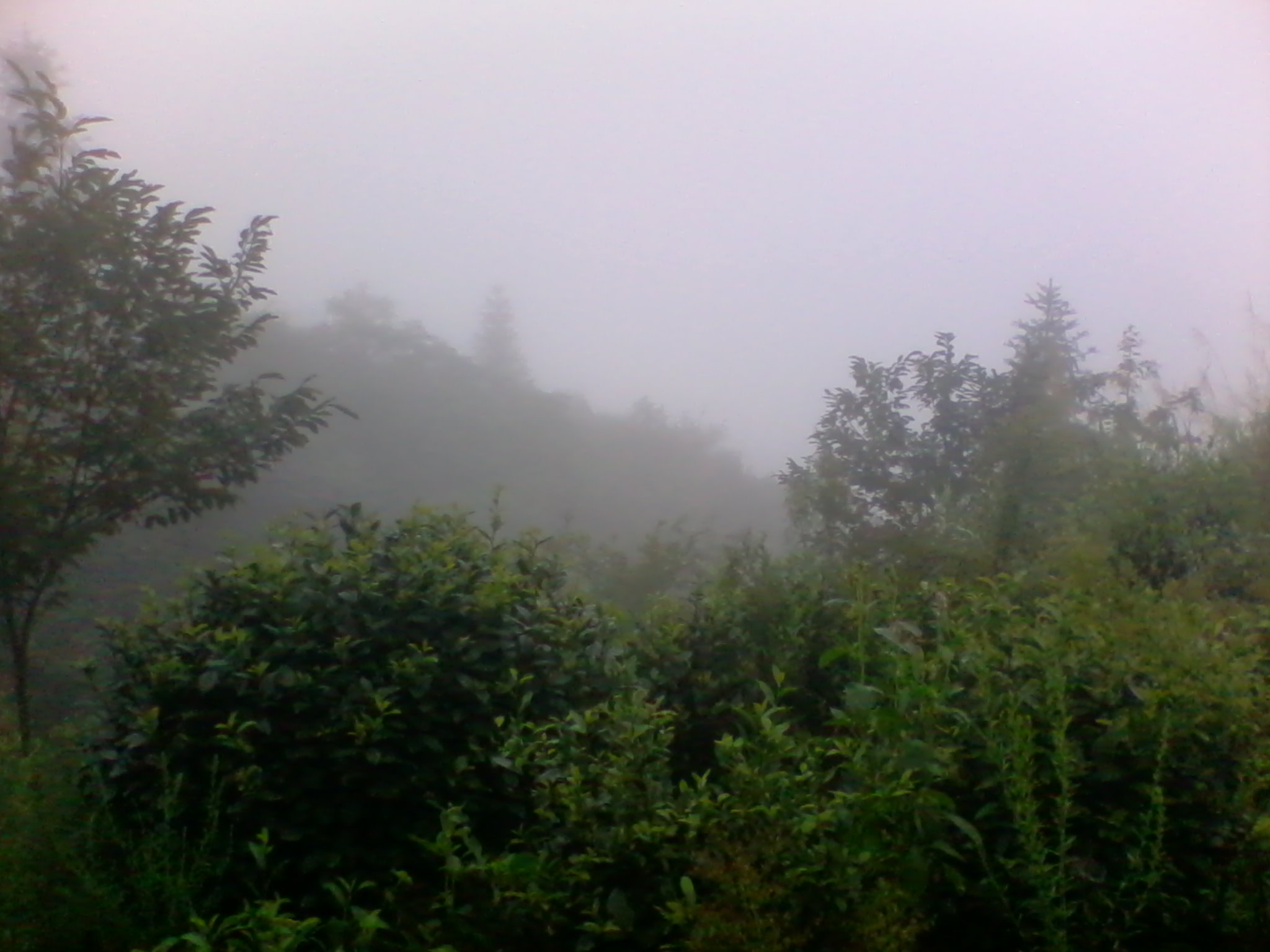水霧繚繞的楊樹口村