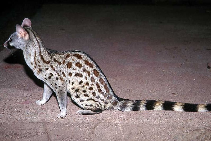大林獛 大林獛