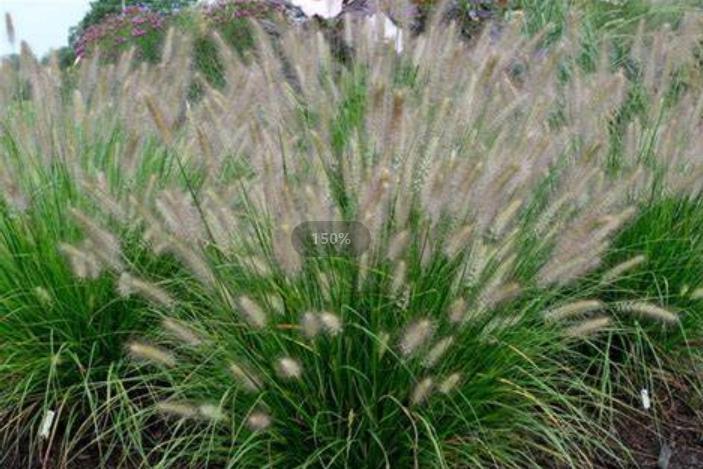 Pennisetum alopecuroides HUSH PUPPY Pennisetum alopecuroides HUSH PUPPY
