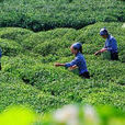 青城茶 青城茶
