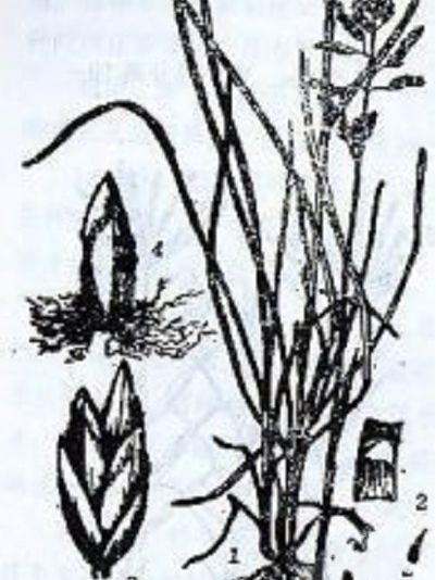 高砂早熟禾 高砂早熟禾