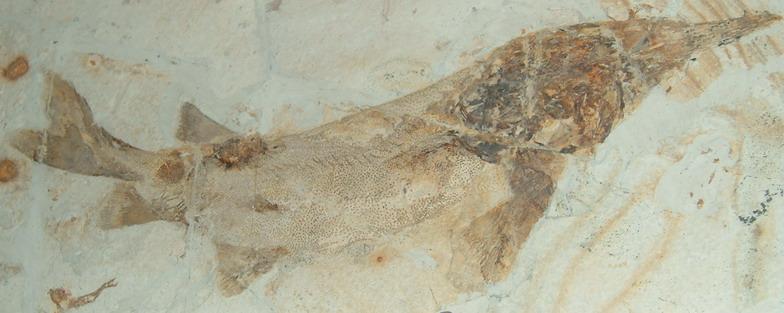 中華原白鱘化石