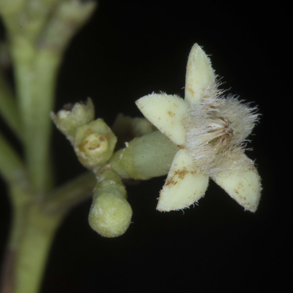 Stilpnophyllum grandifolium