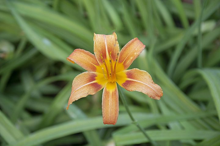 YN黃花-101 YN黃花-101