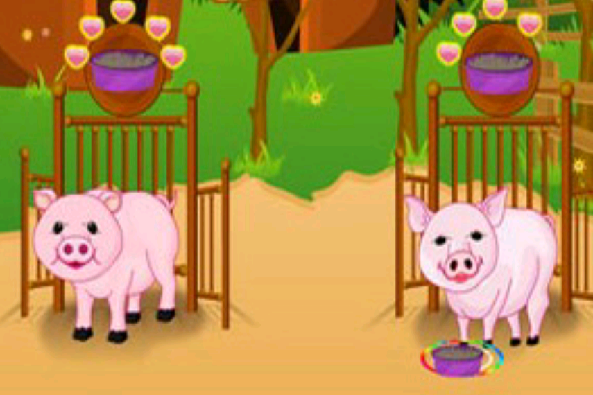 小豬護理 小豬護理
