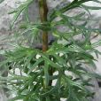 直序烏頭 直序烏頭