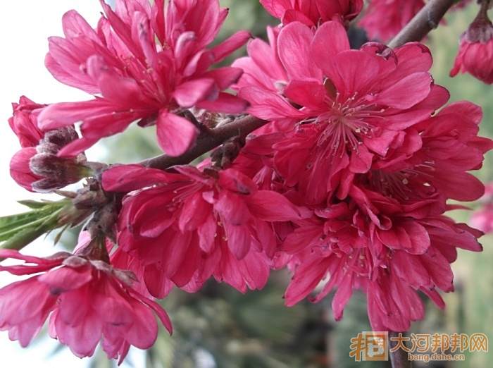 紅菊花桃