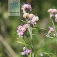 漸尖風毛菊 漸尖風毛菊