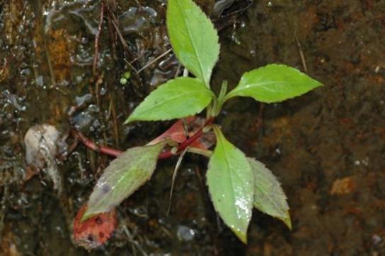 Patrinia villosa Patrinia villosa