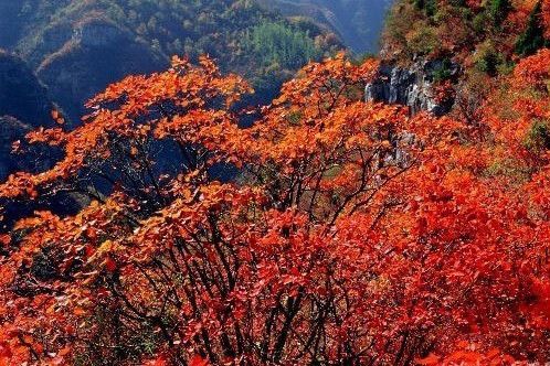 紅葉景區 紅葉景區