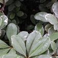 花葉海桐 花葉海桐