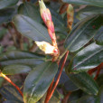 焰紅杜鵑 焰紅杜鵑
