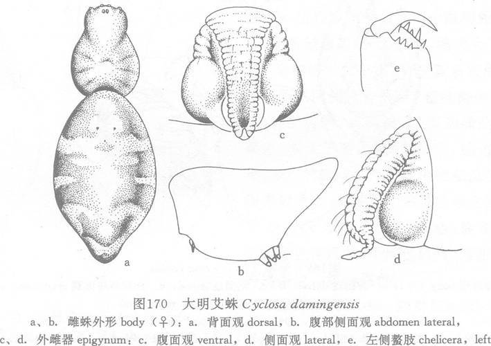 大明艾蛛 大明艾蛛