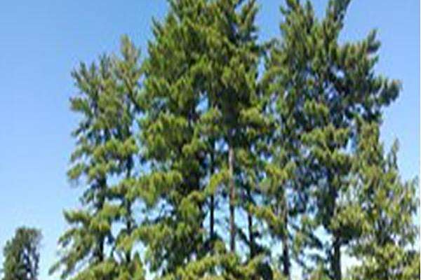 Pinus strobus Pinus strobus