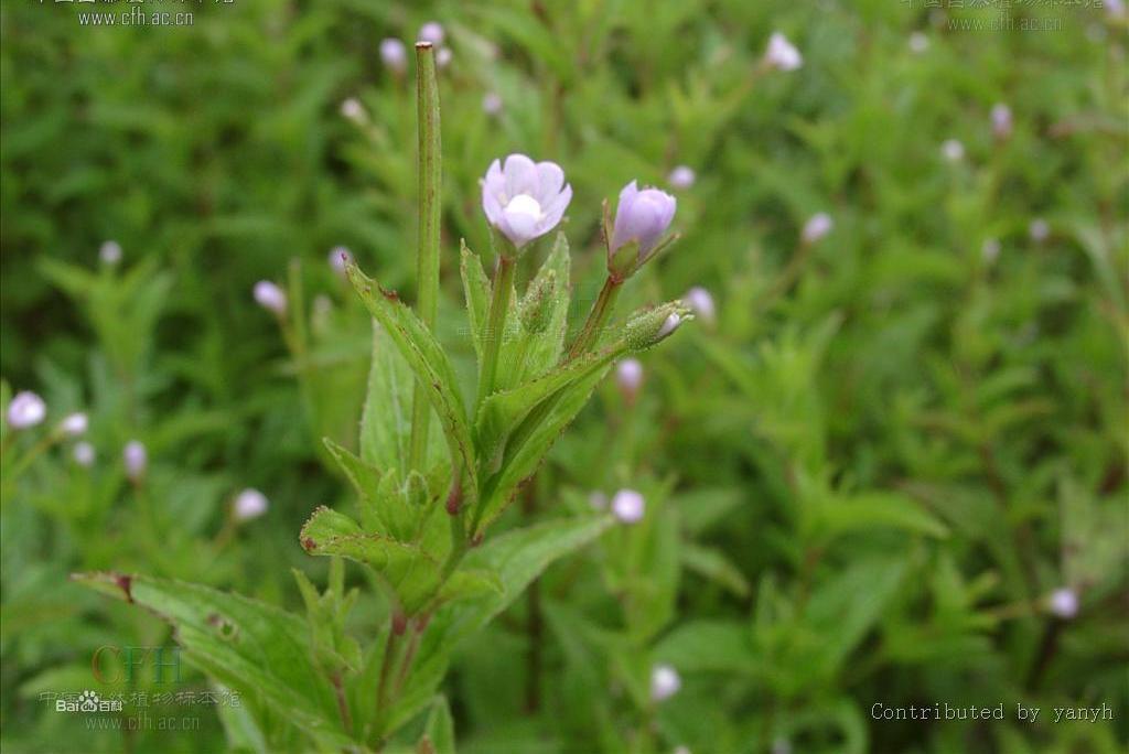 喜山柳葉菜 喜山柳葉菜