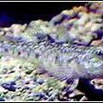 潮汐蝦虎魚 潮汐蝦虎魚