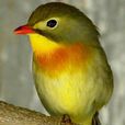 紅嘴相思鳥(紅嘴鳥)