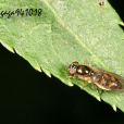 黃斑縮顏蚜蠅
