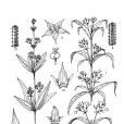沙生茜草 沙生茜草