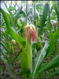 玉米繁育