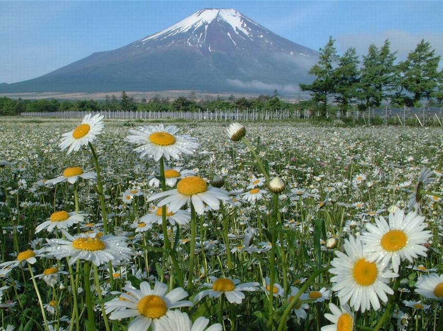 富士山下宜人的景色
