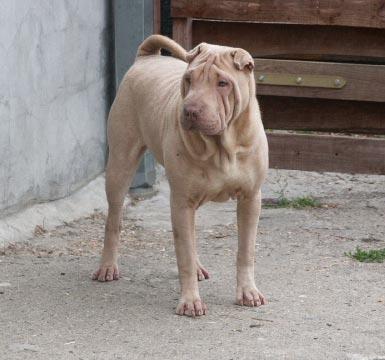 大瀝犬 大瀝犬