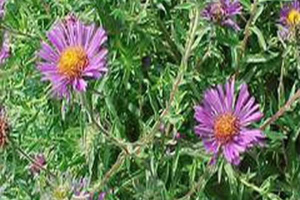 Symphyotrichum novi-belgii \x27Blue Lagoon\x27 Symphyotrichum novi-belgii \x27Blue Lagoon\x27