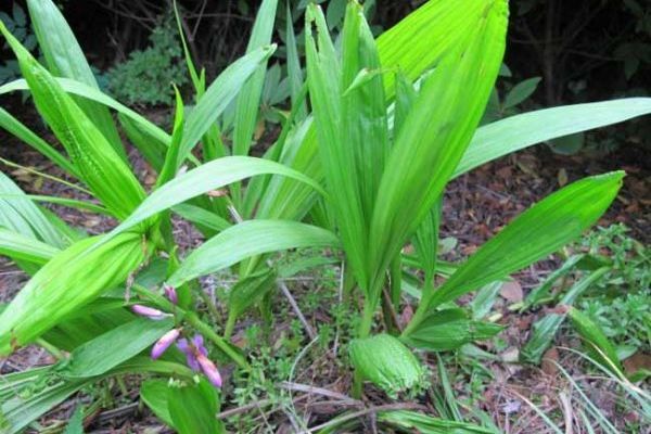 白芨梢 白芨梢