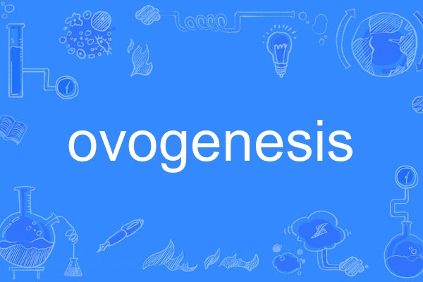 ovogenesis ovogenesis