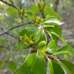 Diospyros tropophylla