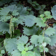 赤麻(水麻葉(蕁麻目蕁麻科水麻屬植物)) 赤麻(水麻葉(蕁麻目蕁麻科水麻屬植物))