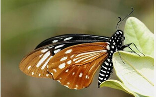 褐斑鳳蝶